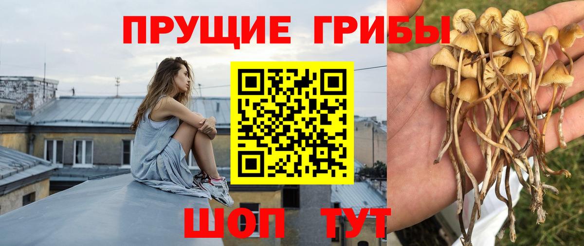 Псилоцибиновые грибы GOLDEN TEACHER Пушкино